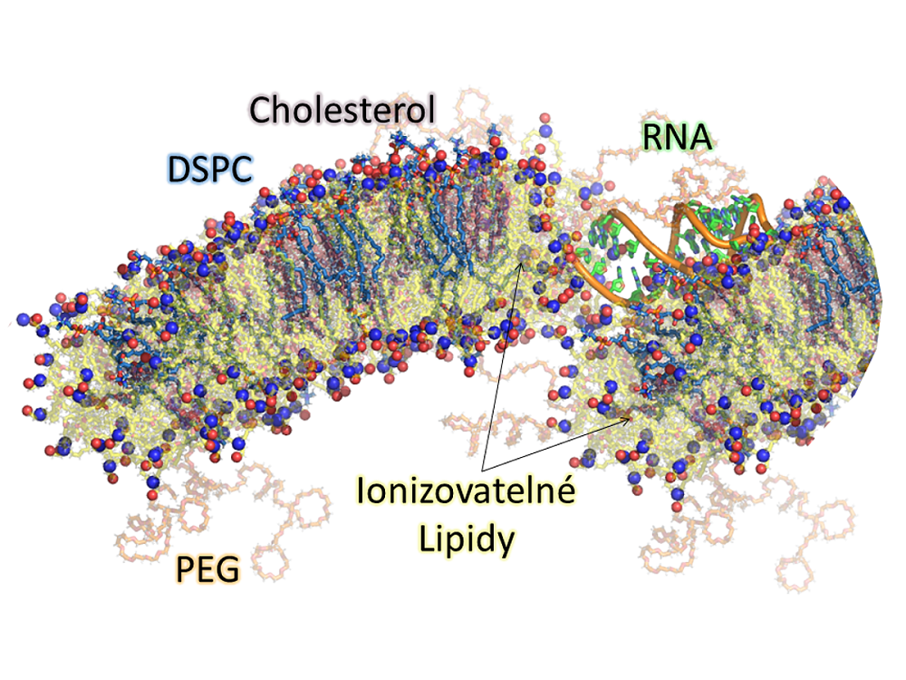 Scientists used computer experiments to model the lipids used in COVID-19 vaccines