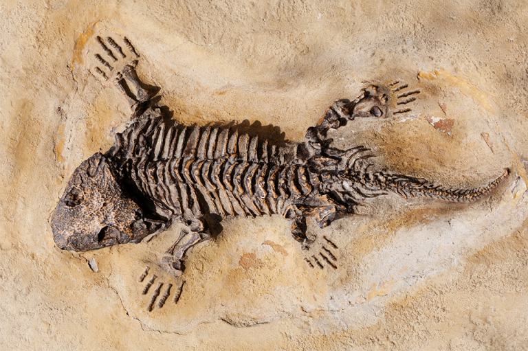 V kampusu VŠB-TUO byla nalezena kostra dinosaura