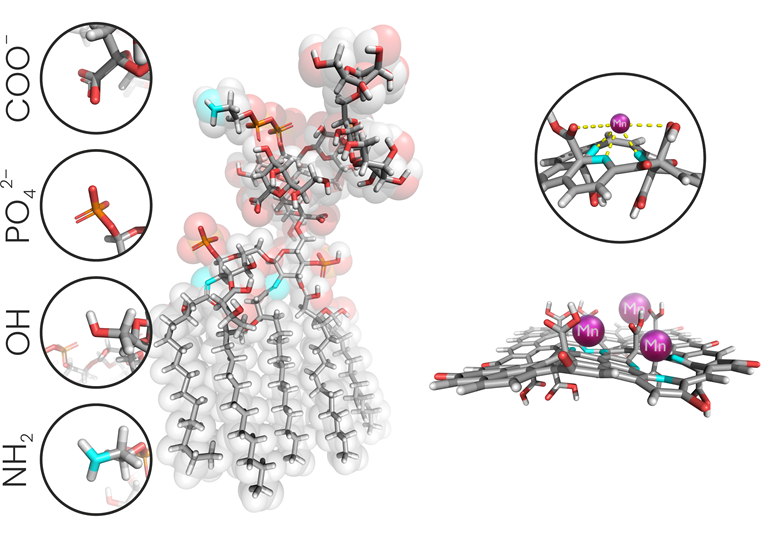 Atomární antibiotika vyvinutá českými vědci dokáží čelit rezistenci bakterií