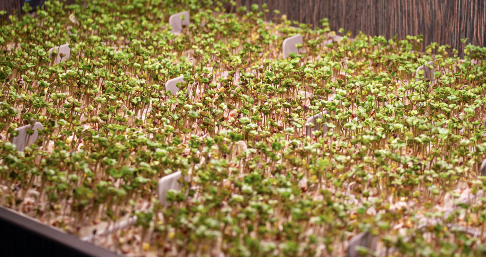Smart technology helps grow microgreens
