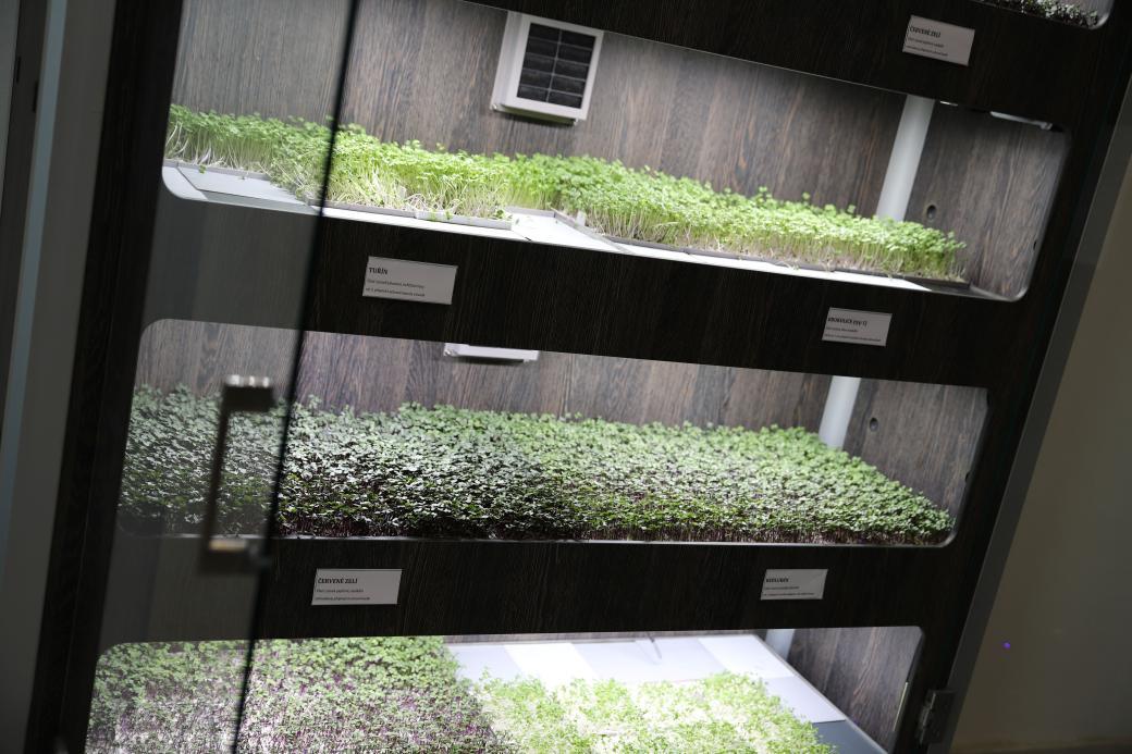  Ze skleníku rovnou na talíř: V menze VŠB-TUO pěstují microgreens