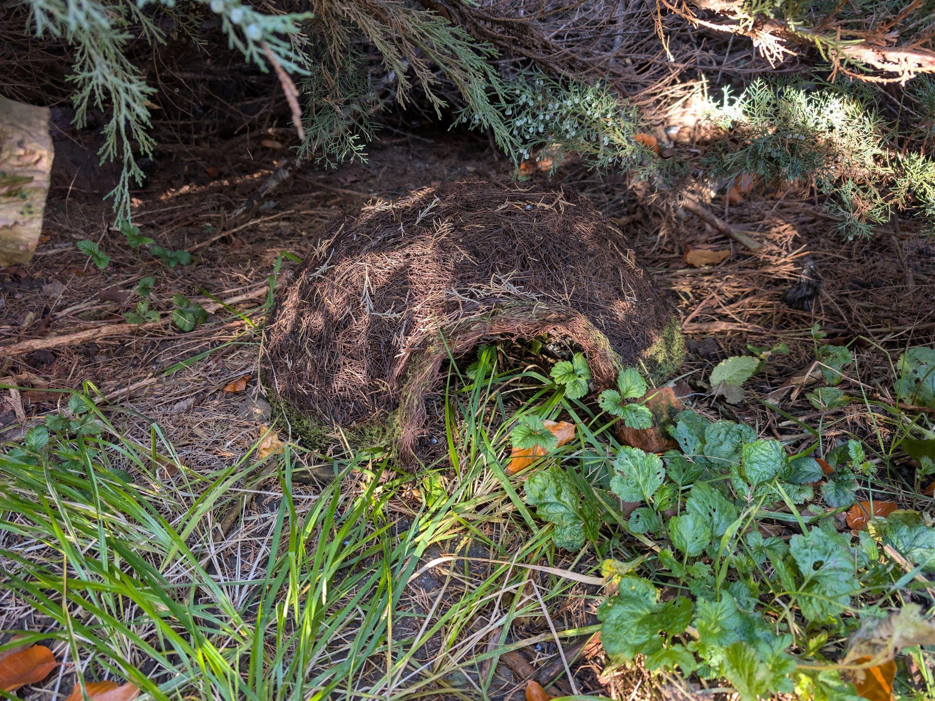 Ježci v univerzitním kampusu