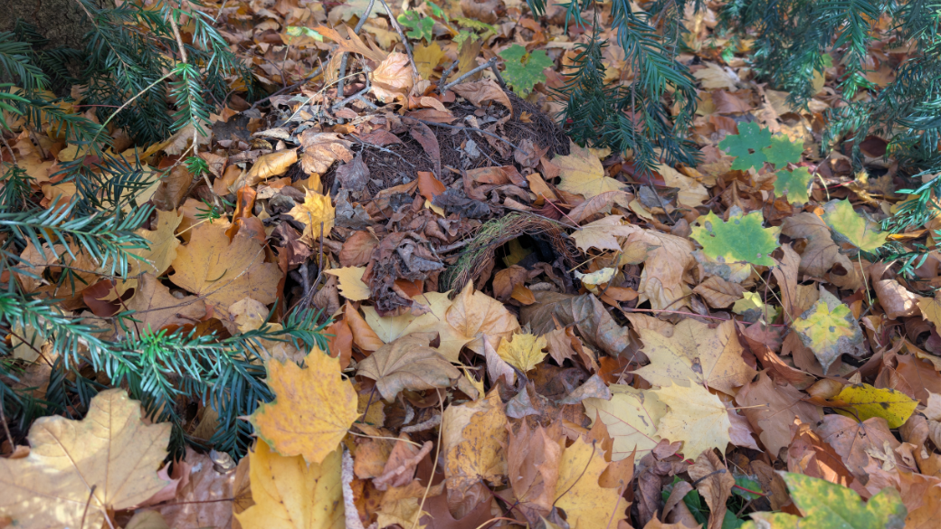 Ježci v univerzitním kampusu