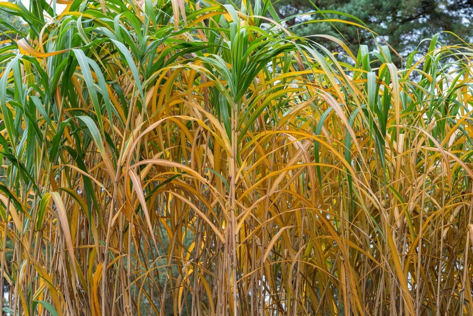 Workshop “Miscanthus Waste Conversion” for SMEs and Professionals